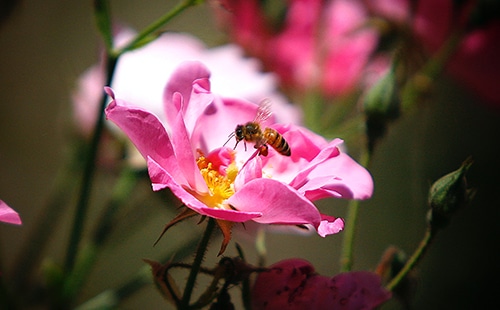 Primavera: el quebradero de cabeza para los alérgicos al polen 